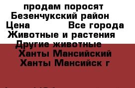продам поросят .Безенчукский район  › Цена ­ 2 500 - Все города Животные и растения » Другие животные   . Ханты-Мансийский,Ханты-Мансийск г.